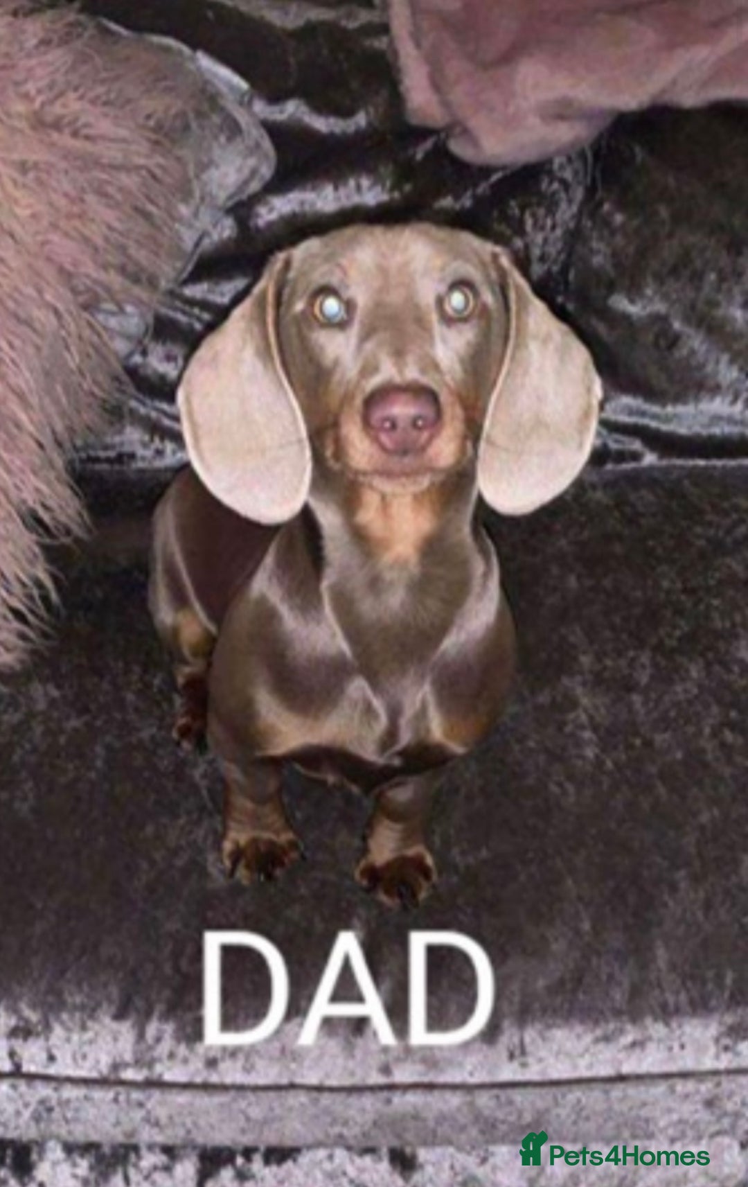 Miniature Dachshund dogs for sale: ISABELLA AND TAN MINIATURE DACHSHUND PUPPIES  - Advert 8