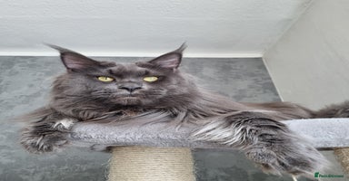 Maine Coon cats in Glasgow - Advert 14