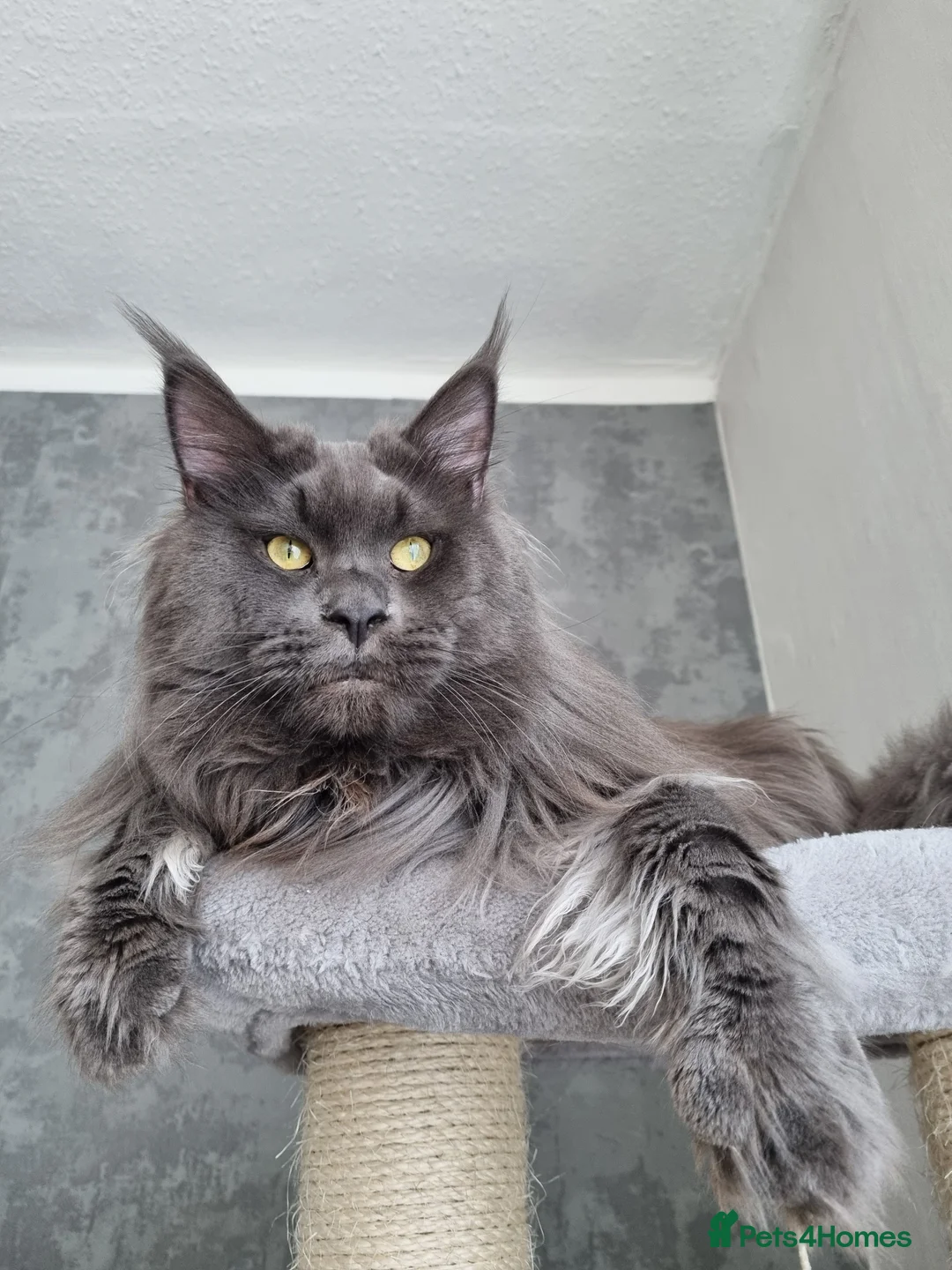 Maine Coon cats for stud: King-size Purebred solid blue Maine Coon for stud in Glasgow - Advert 2