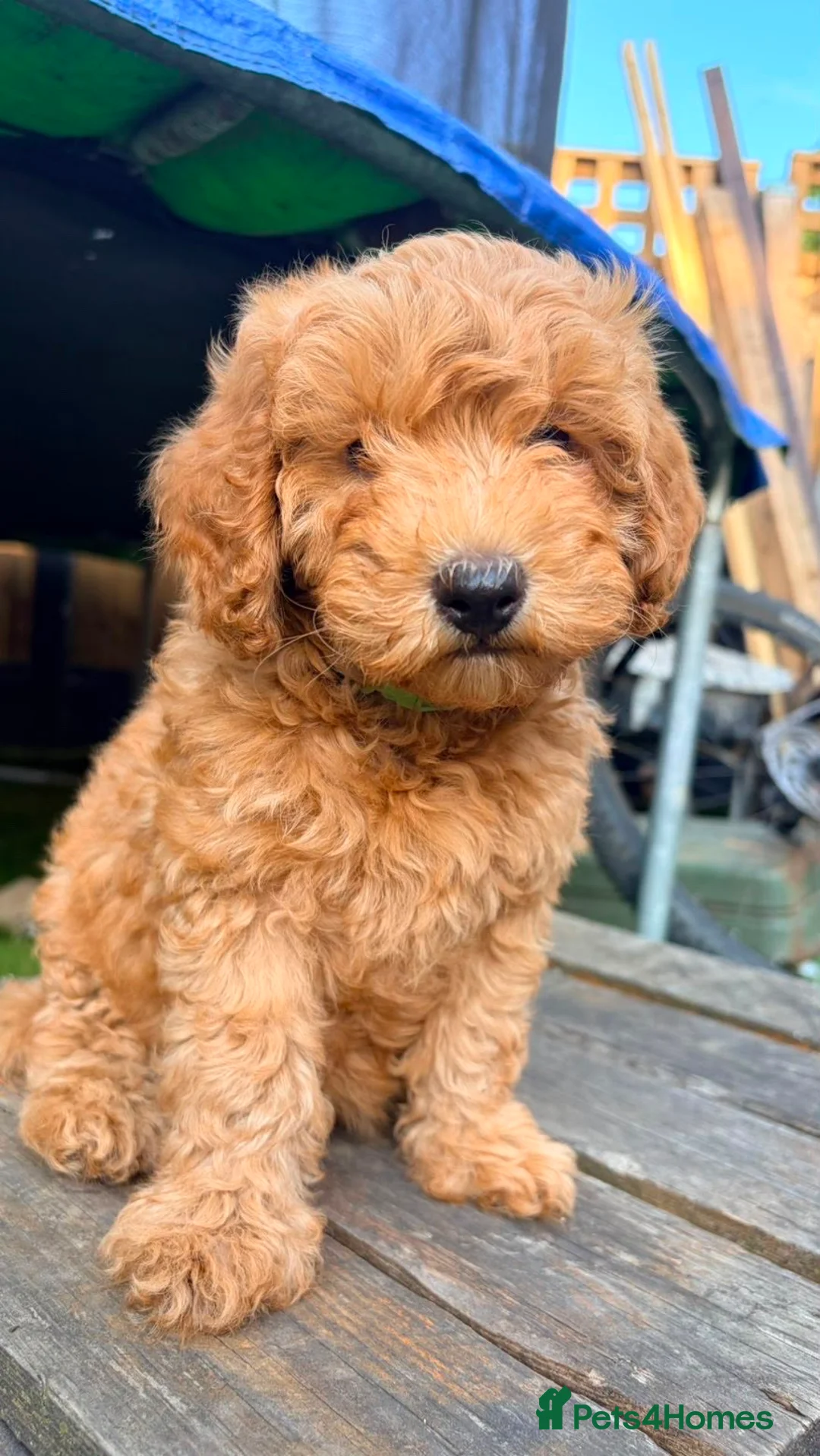 Cavapoo dogs for sale: Litter of 6 cavapoos - Advert 2
