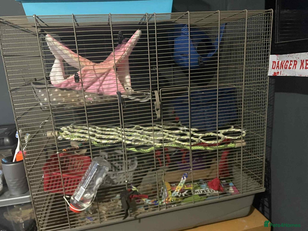 Rat rodents for sale: 4 loving females :) - Advert 1