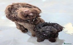 Australian Labradoodle dogs for sale: Reduced-Multigen Aussie Labradoodles curly/nonshed - Image 7