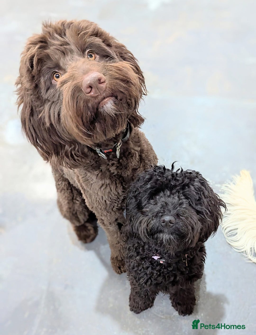 Australian Labradoodle dogs for sale: Reduced-Multigen Aussie Labradoodles curly/nonshed - Image 7