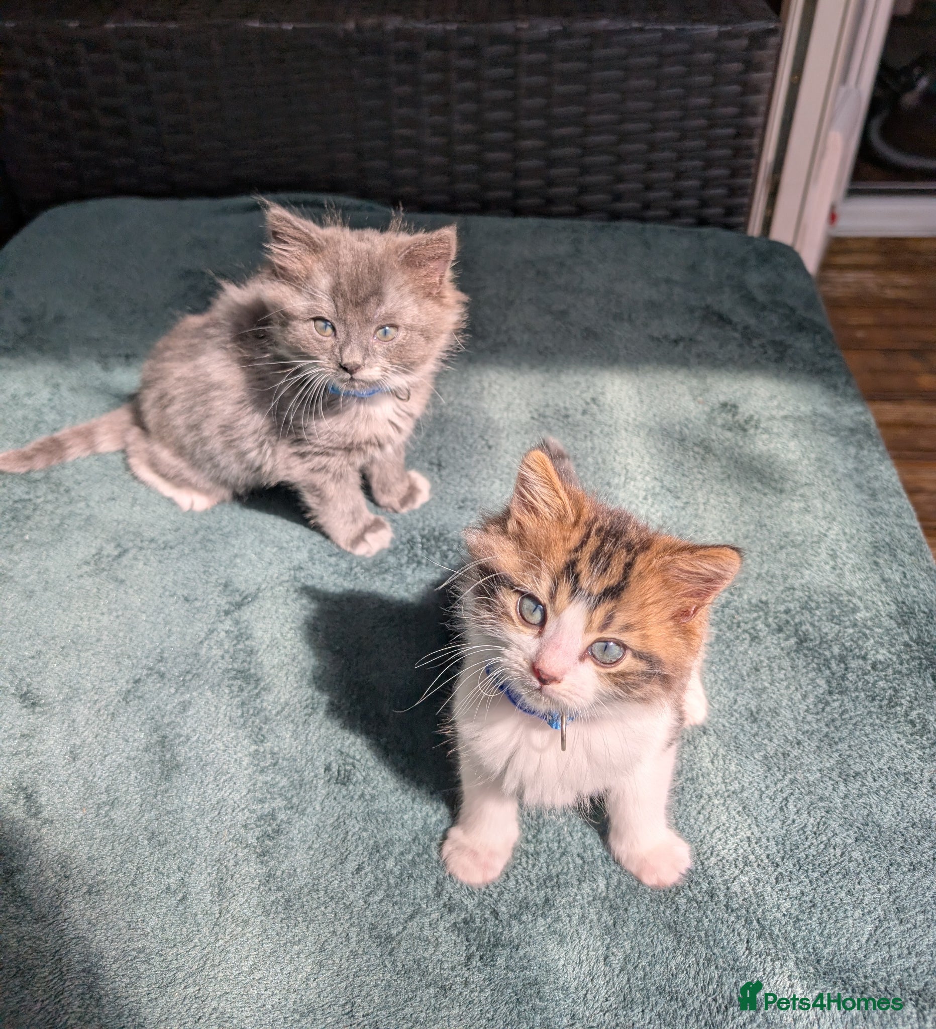 Siberian cats Siberian crossed kittens  - Advert 1