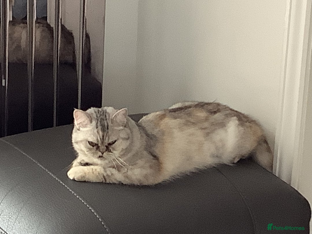 Mixed Breed cats for sale: Rare Female Persian X British Shorthair Cat - Image 3