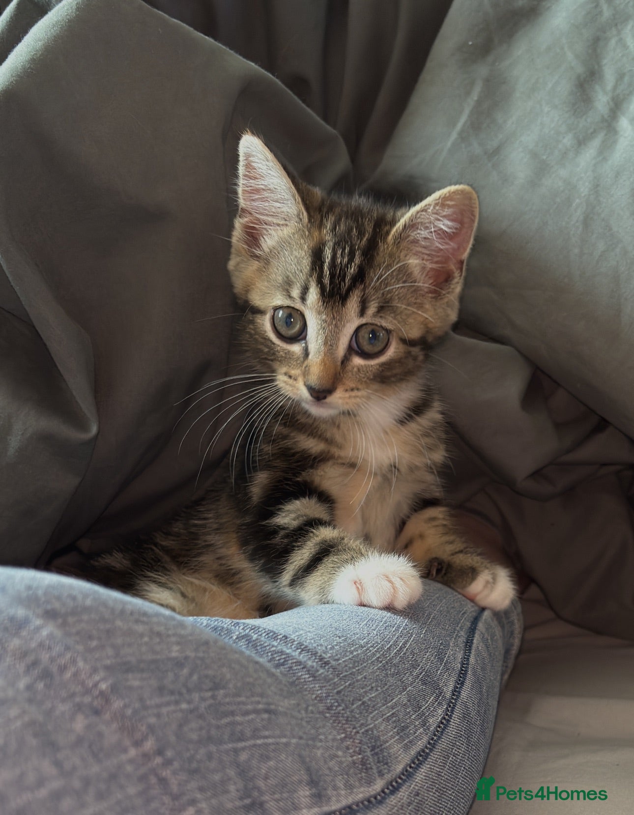 Domestic Shorthair cats 1 year old female cat - Advert 4