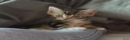 Domestic Shorthair cats for sale: 1 year old female cat - Advert 1