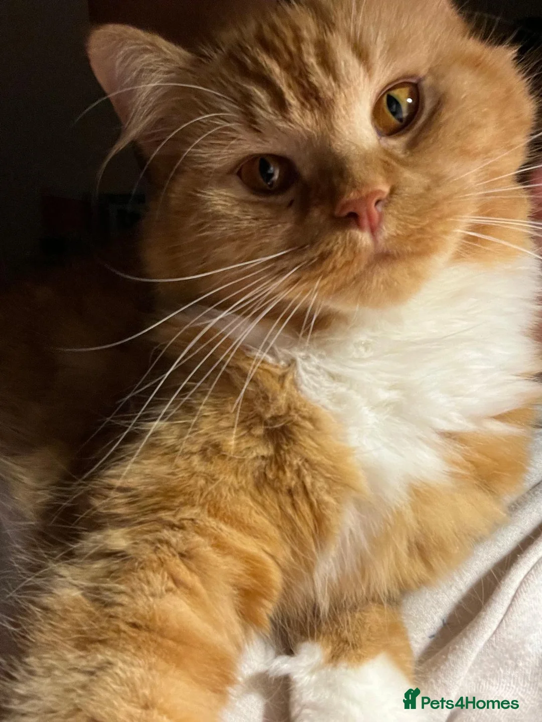 British Longhair cats for sale: 5 british long hair kittens for sale - Advert 2