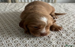 Cocker Spaniel dogs for sale: Working cocker spaniel puppies  - Image 16
