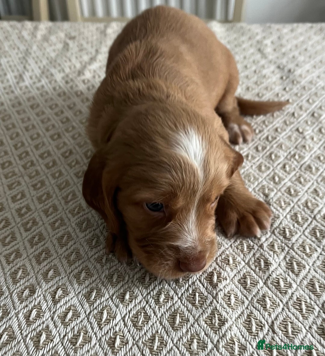 Cocker Spaniel dogs for sale: Working cocker spaniel puppies  - Image 16