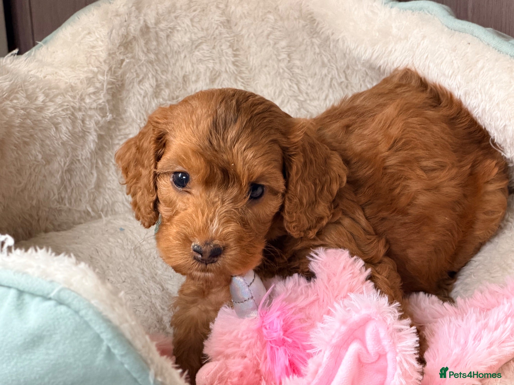 Cockapoo dogs ⚜️🌸Lady Whistledown  F1 Premium Cockapoos🌸⚜️ - Advert 1