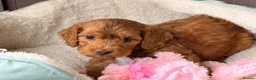 Cockapoo dogs for sale: ⚜️🌸Lady Whistledown  F1 Premium Cockapoos🌸⚜️ - Advert 1