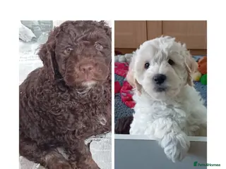 Mini Goldendoodle dogs Gorgeous Miniature Double Doodle puppies - Advert 15