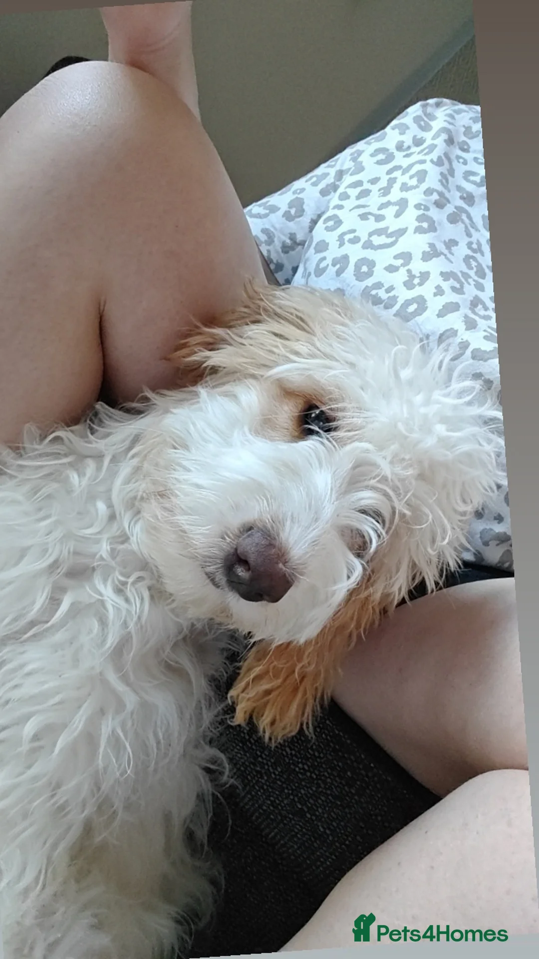 Cockapoo dogs for sale: Cockapoo for rehoming  in Chinnor - Advert 1