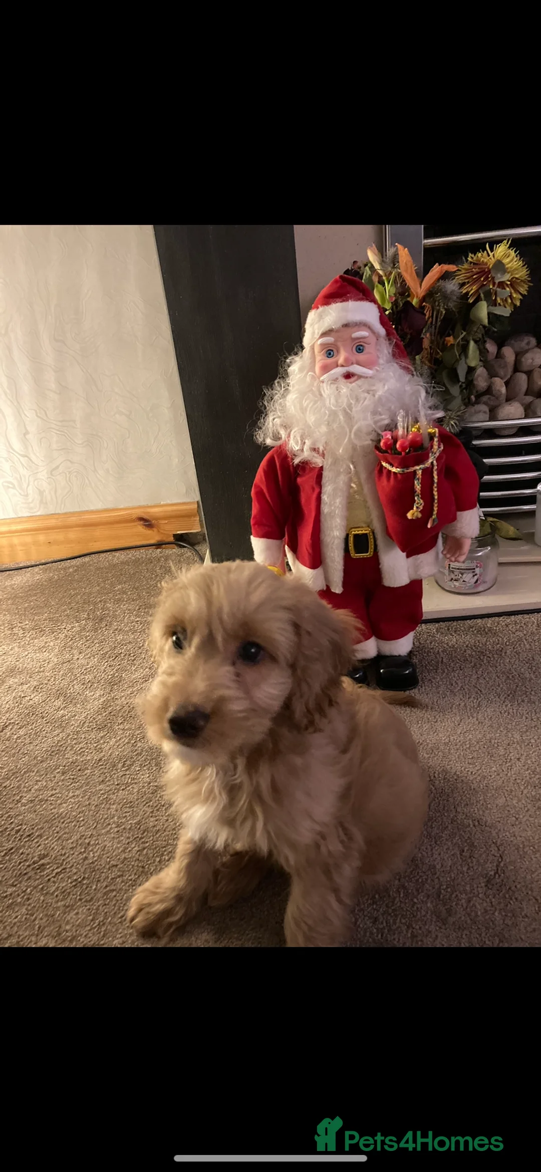 Cockapoo dogs for stud: Cockapoo stud in Durham - Advert 9