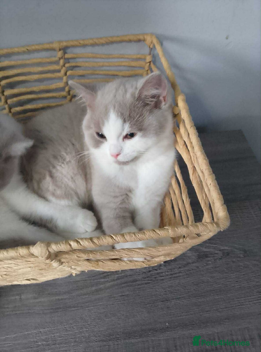 British Shorthair cats for sale: quality kittens gccf registered - Image 28