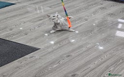 British Shorthair cats for sale: Beautiful Silver Tabby British Shorthair Boy - Image 6