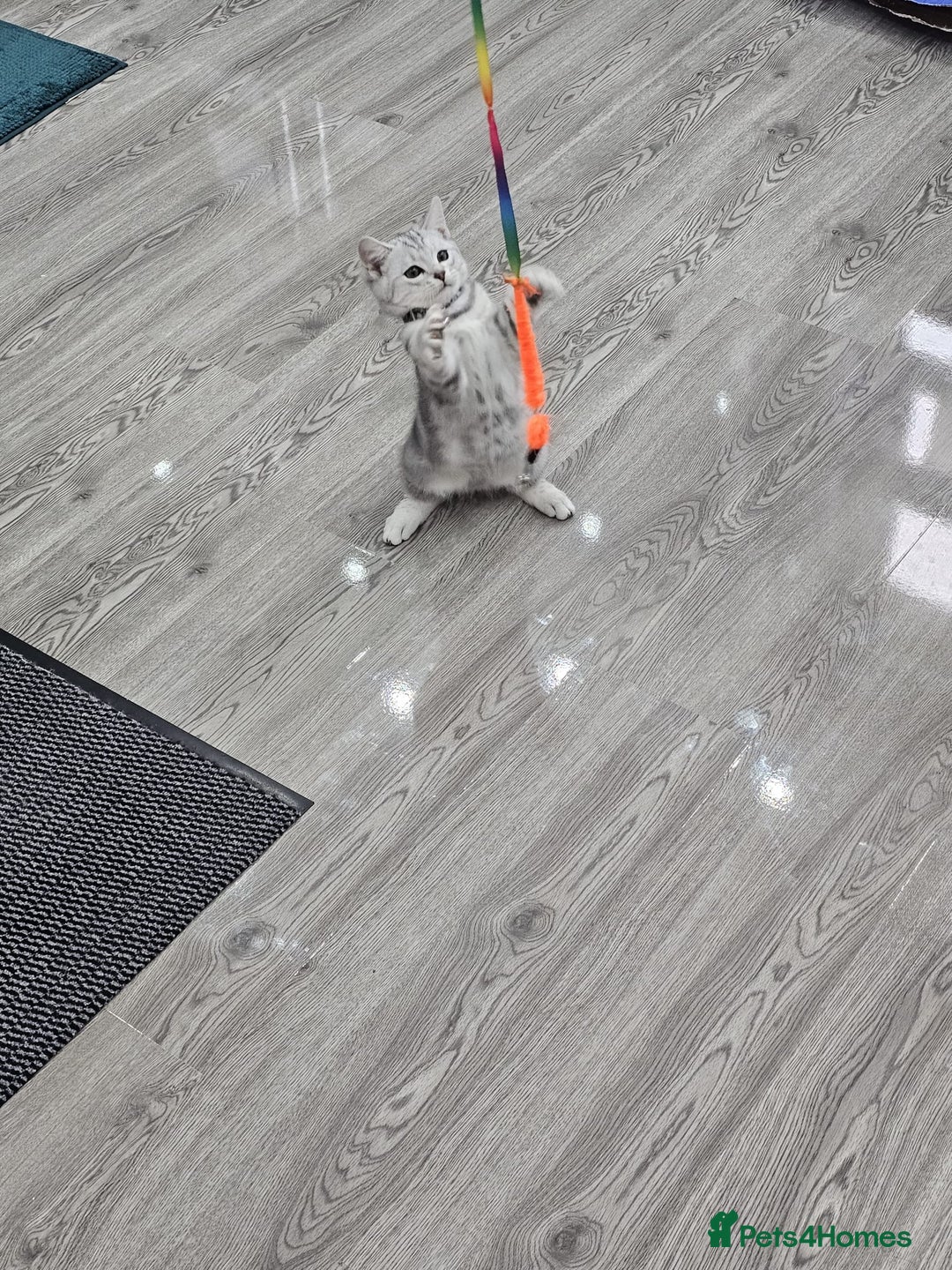 British Shorthair cats for sale: Beautiful Silver Tabby British Shorthair Boy - Image 6