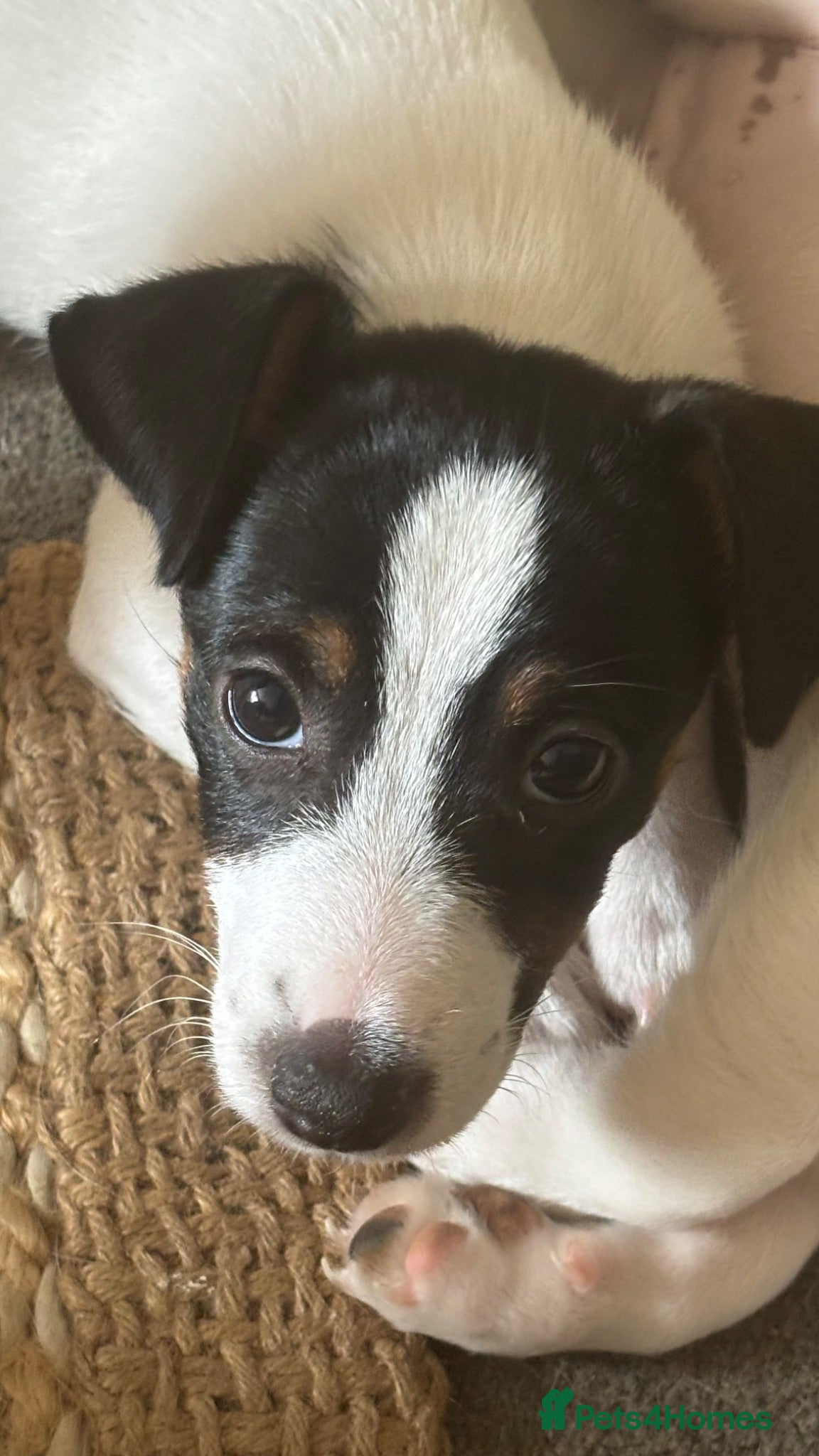Jack Russell dogs Miniature Jack Russell  - Advert 1