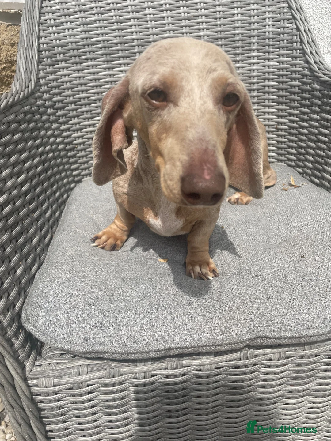 Miniature Dachshund dogs for sale: 3 dapple girls for sale  - Advert 1