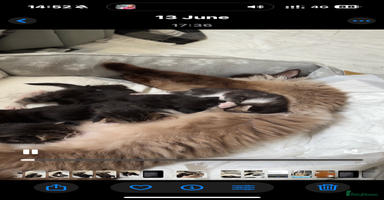 Mixed Breed cats - Advert 7