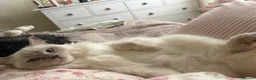 Ragdoll cats for sale: Beautiful rare Ragdoll x Bengal kittens 🐱  - Advert 19