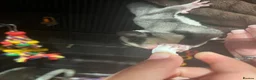Sugar Glider rodents for sale: Male & Female gliders ready now  - Advert 7