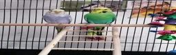 Budgerigars birds for sale: Breeding pair of budgies and cage  in Folkestone - Advert 2