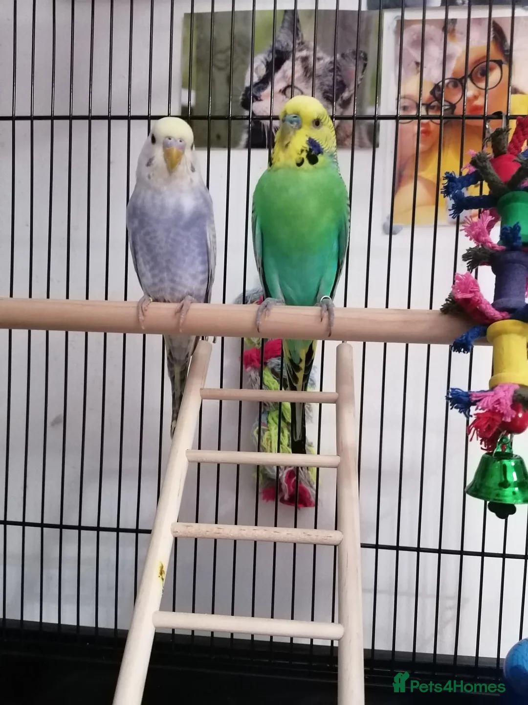 Budgerigars birds for sale: Breeding pair of budgies and cage  in Folkestone - Advert 2
