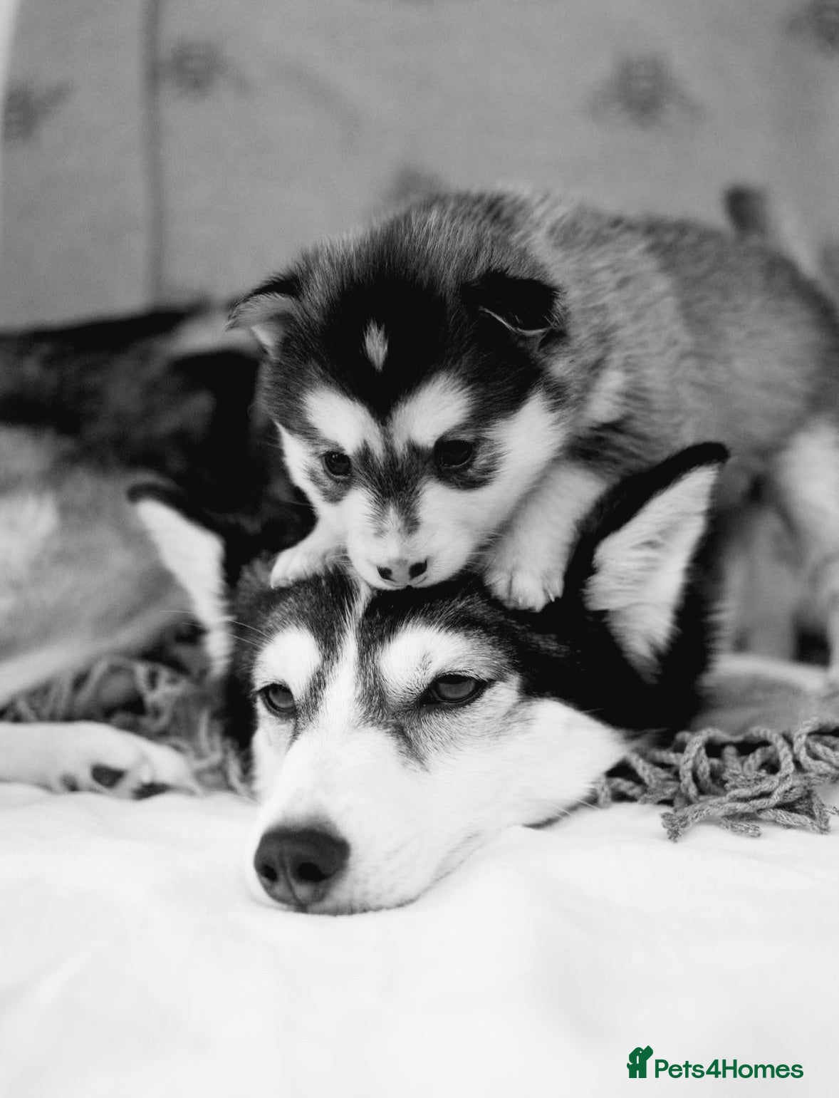 Pomsky dogs Pregnancy Announcement  - Advert 2