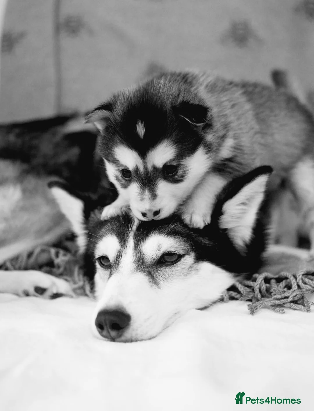 Pomsky dogs for sale: Pregnancy Announcement  in Bournemouth - Advert 1