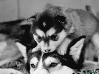 Pomsky dogs Pregnancy Announcement - Advert 2