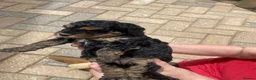 Cockapoo dogs for sale: F1b cockapoo 5 female 1 male - Advert 18
