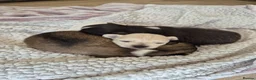 Chihuahua dogs for sale: Long hair chihuahua  - Advert 5