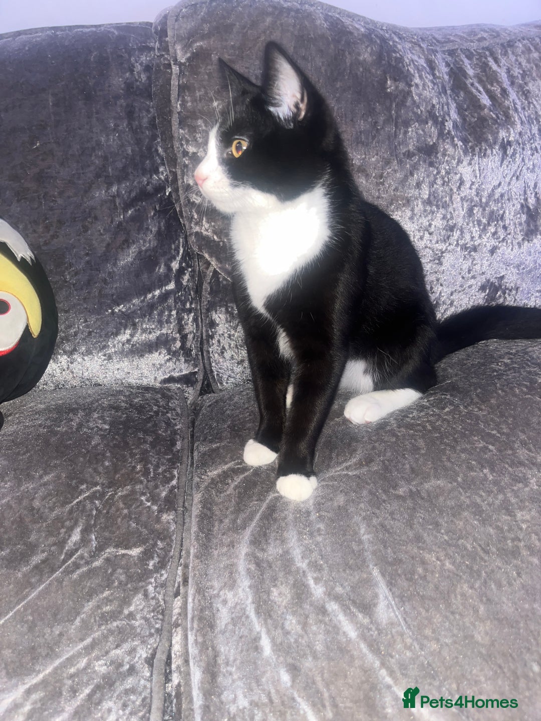 Domestic Shorthair cats for sale: 2 brothers  - Advert 2