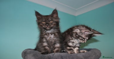 Maine Coon cats - Advert 8