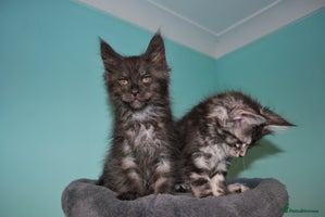 Maine Coon cats - Advert 11
