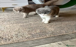 Scottish Fold cats for sale: Scottish fold’s - Advert 11