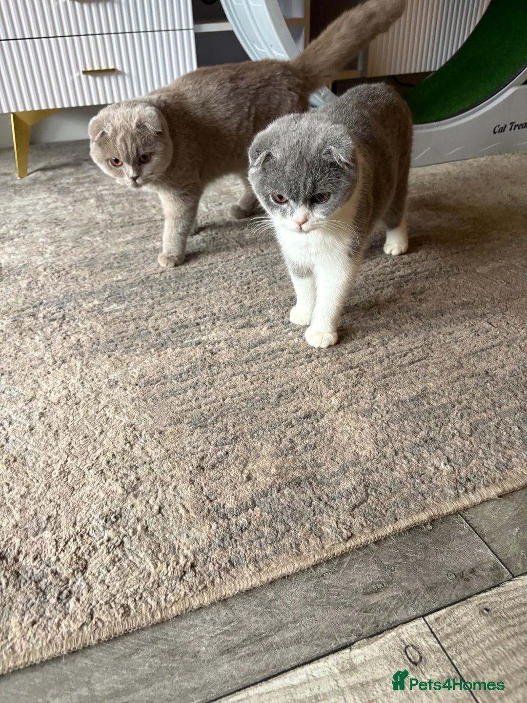 Scottish Fold cats for sale: Scottish fold’s - Advert 11