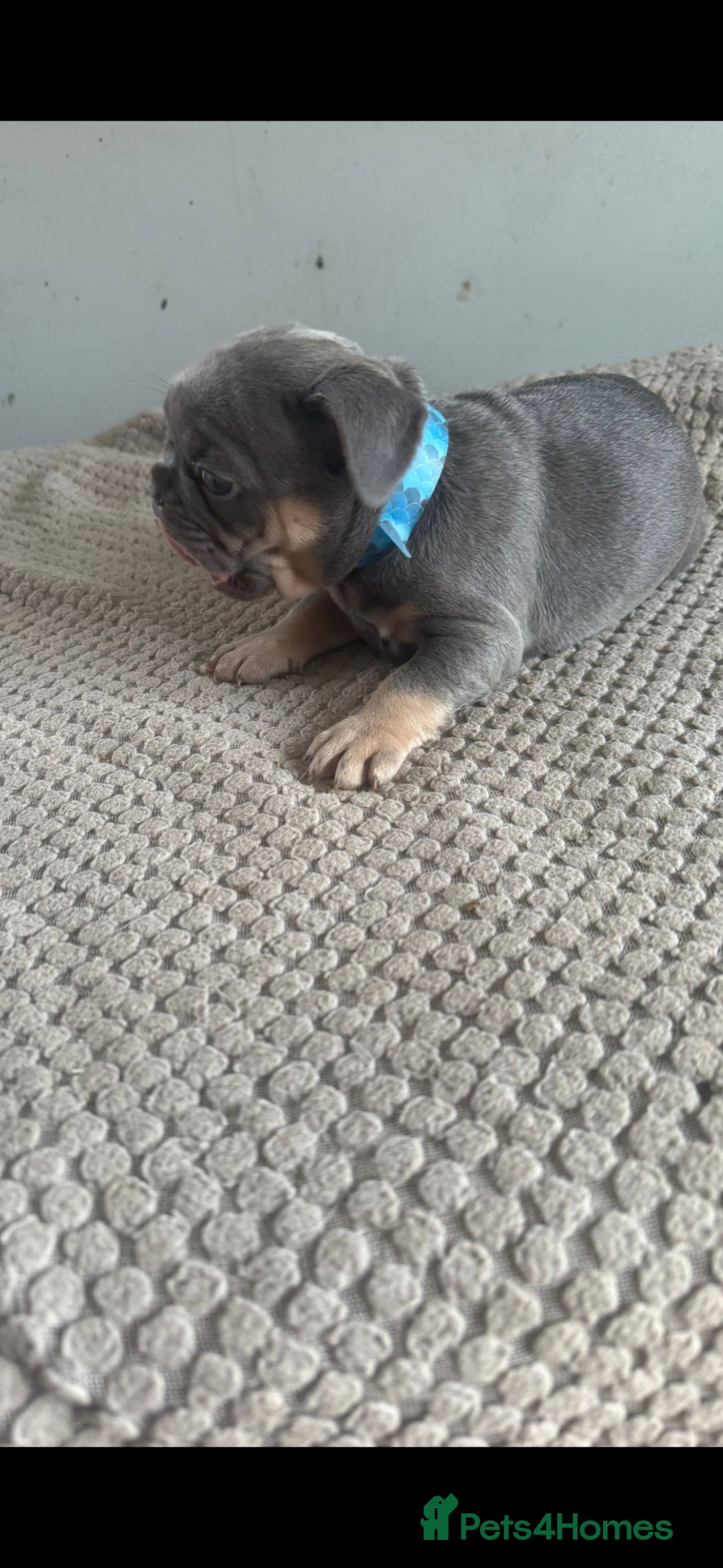 French Bulldog dogs for sale: French bulldogs  - Image 23