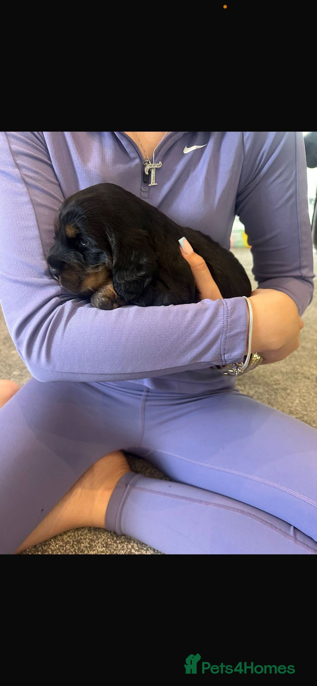 Cocker Spaniel dogs for sale: 2 boy cocker spaniel puppies  - Image 11