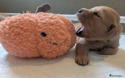 Golden Retriever dogs for sale: KC Registered Golden Retriever Puppies  - Image 15