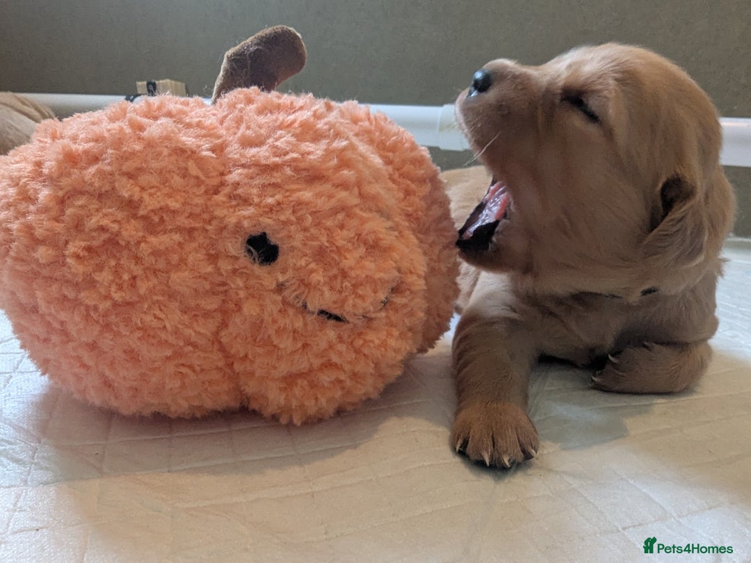 Golden Retriever dogs for sale: KC Registered Golden Retriever Puppies  - Image 15