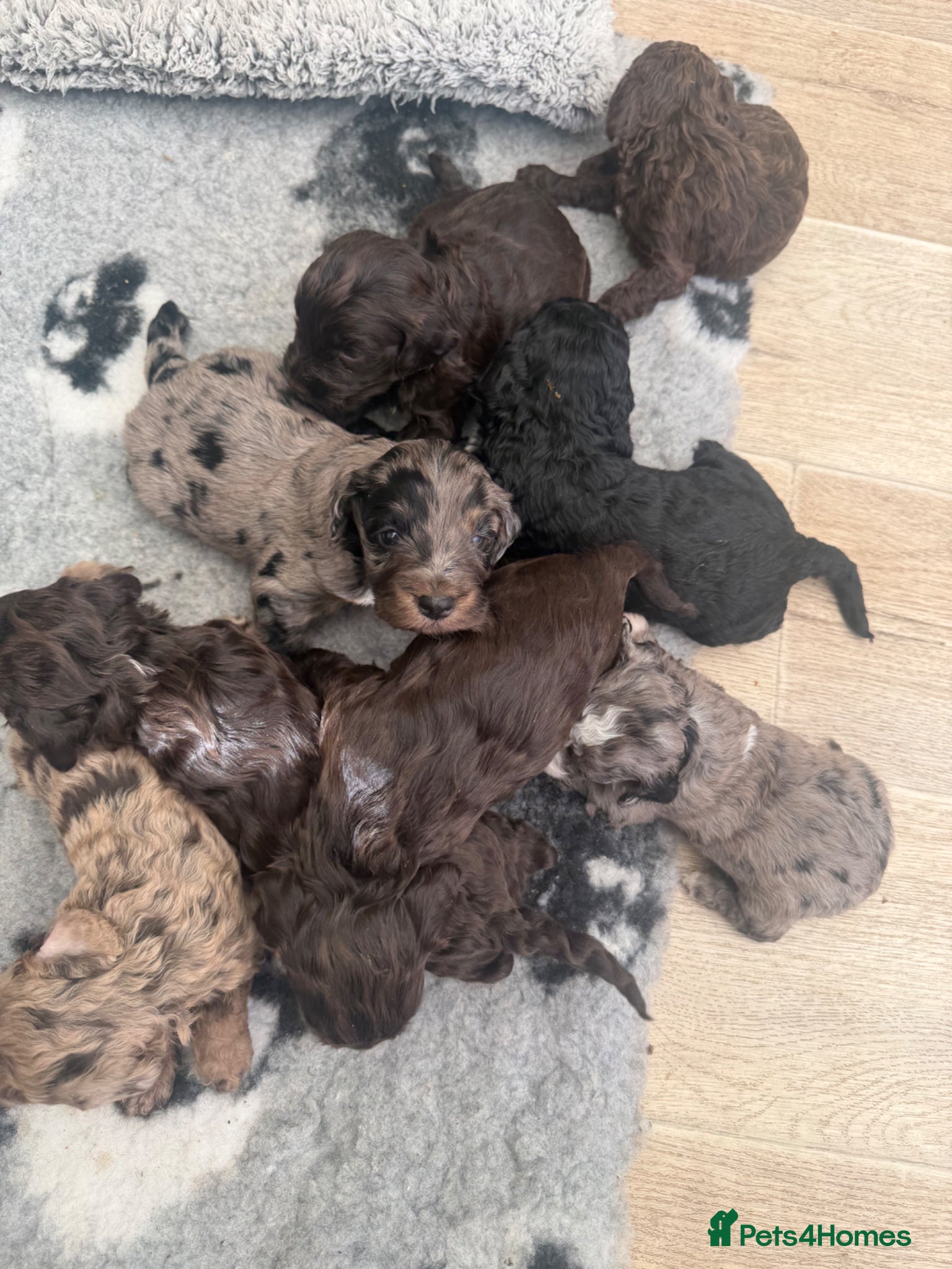 Cockapoo dogs Gorgeous Miniature Cockapoo Puppies 🐾 - Advert 1
