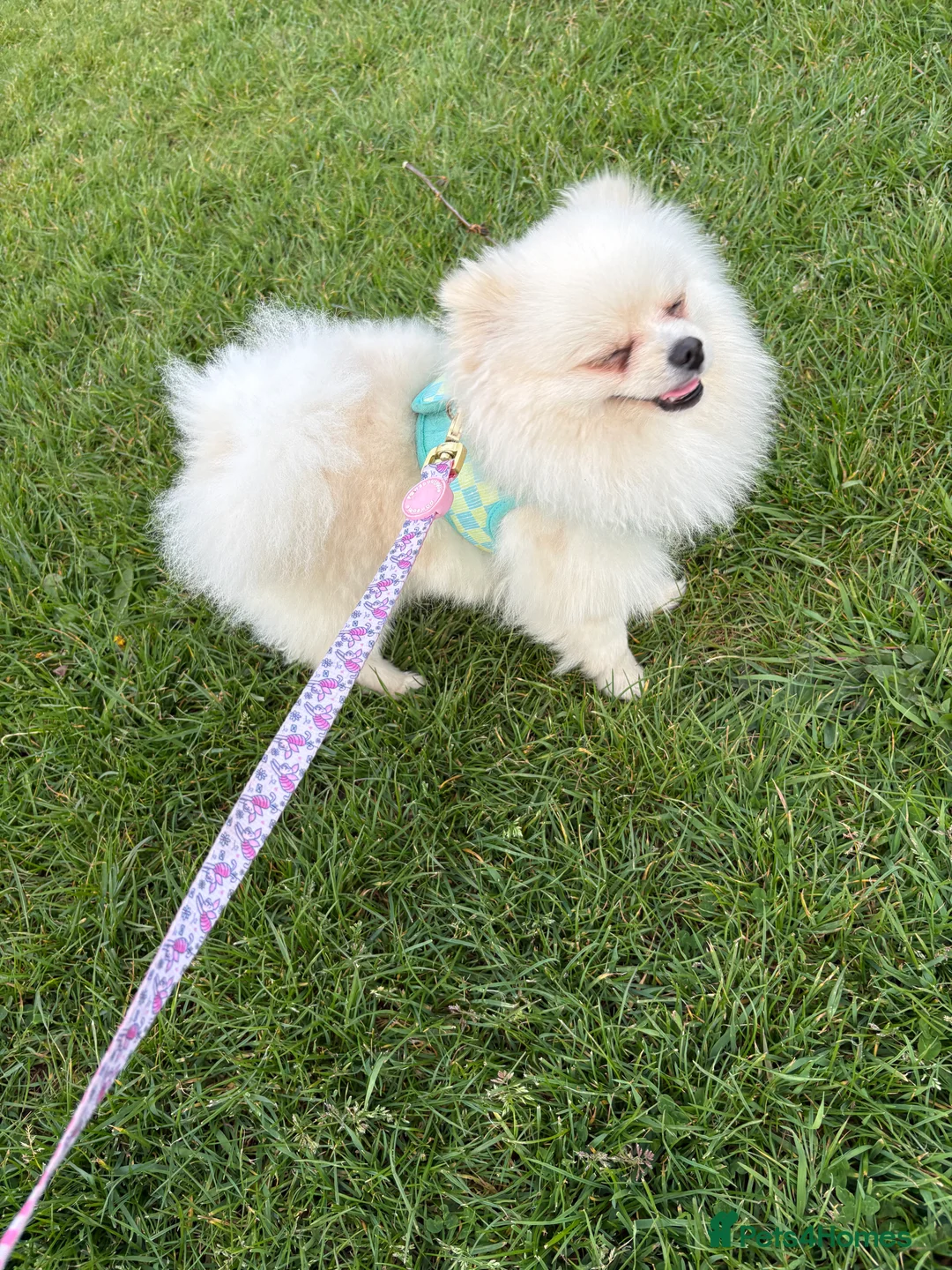 Pomeranian dogs for stud: pomeranian for stud - Advert 1