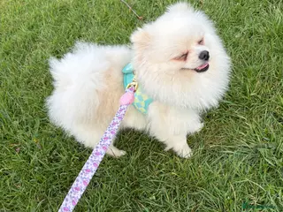 Pomeranian dogs pomeranian for stud - Advert 10