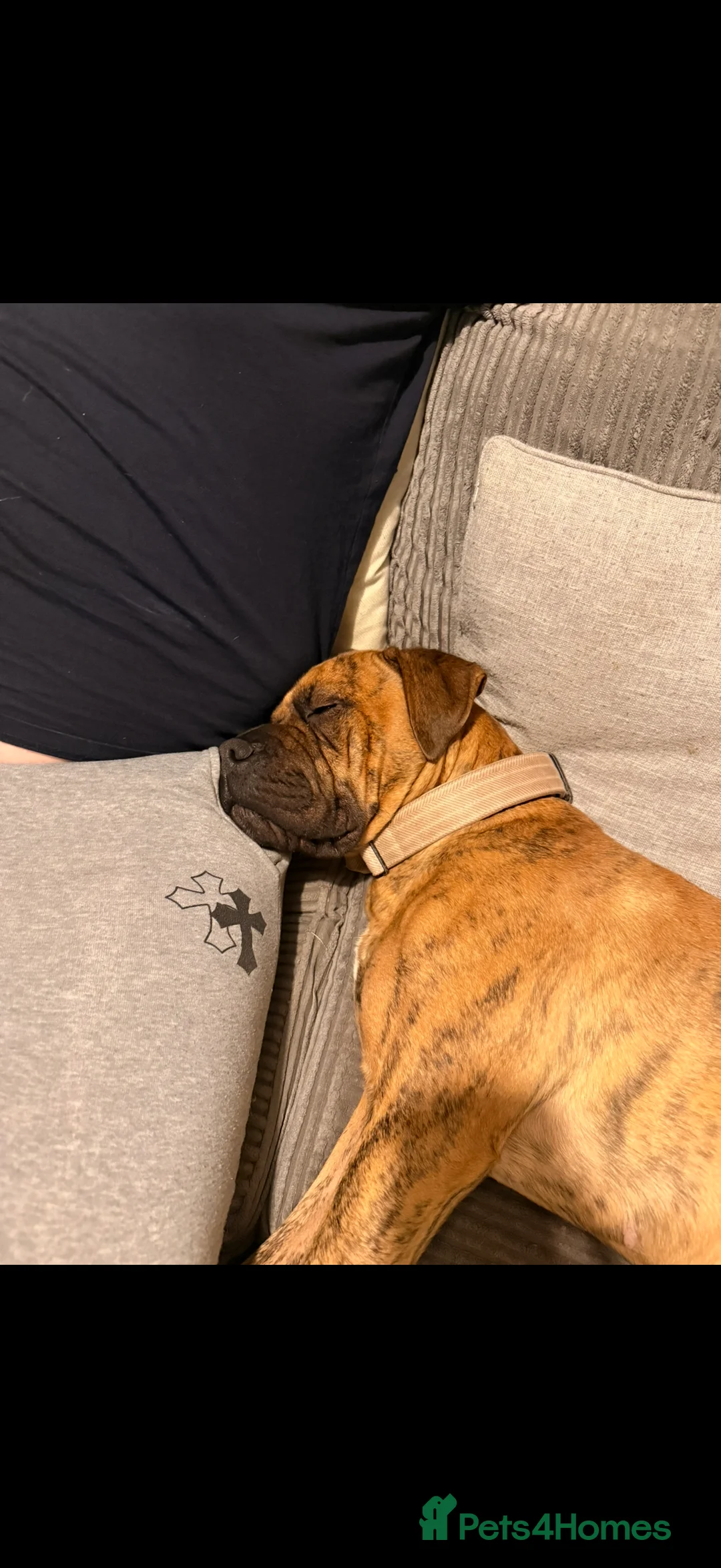 Presa Canario dogs for sale: Ecco  - Advert 3