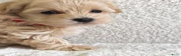 Maltipoo dogs for sale: Miniature Maltipoo Puppies - Advert 11