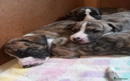 Whippet dogs for sale: Top Class Whippet Puppies bred from Champions - Image 4
