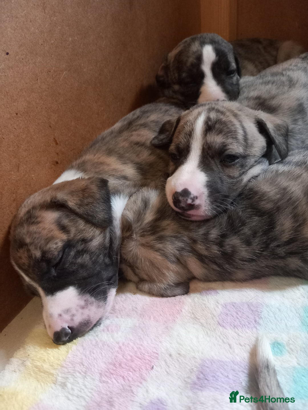 Whippet dogs for sale: Top Class Whippet Puppies bred from Champions - Image 4